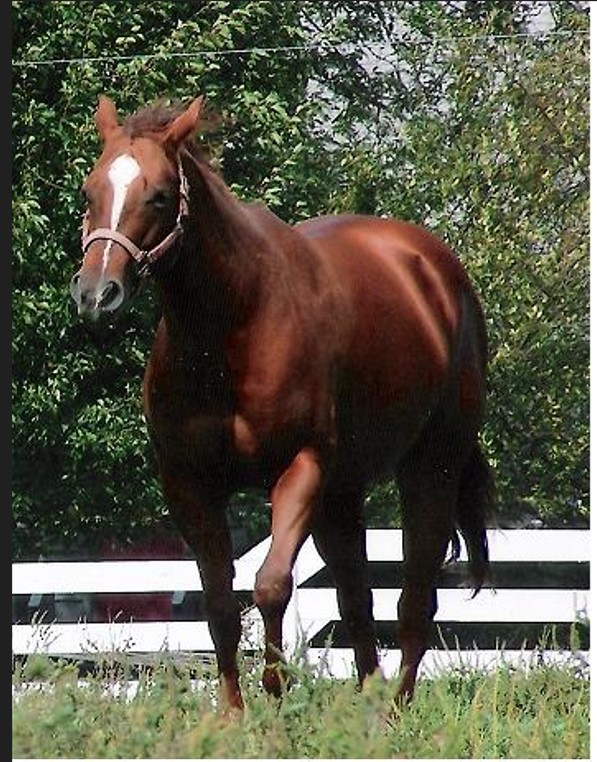 Chips Rumor Has It - AQHA sorrel mare